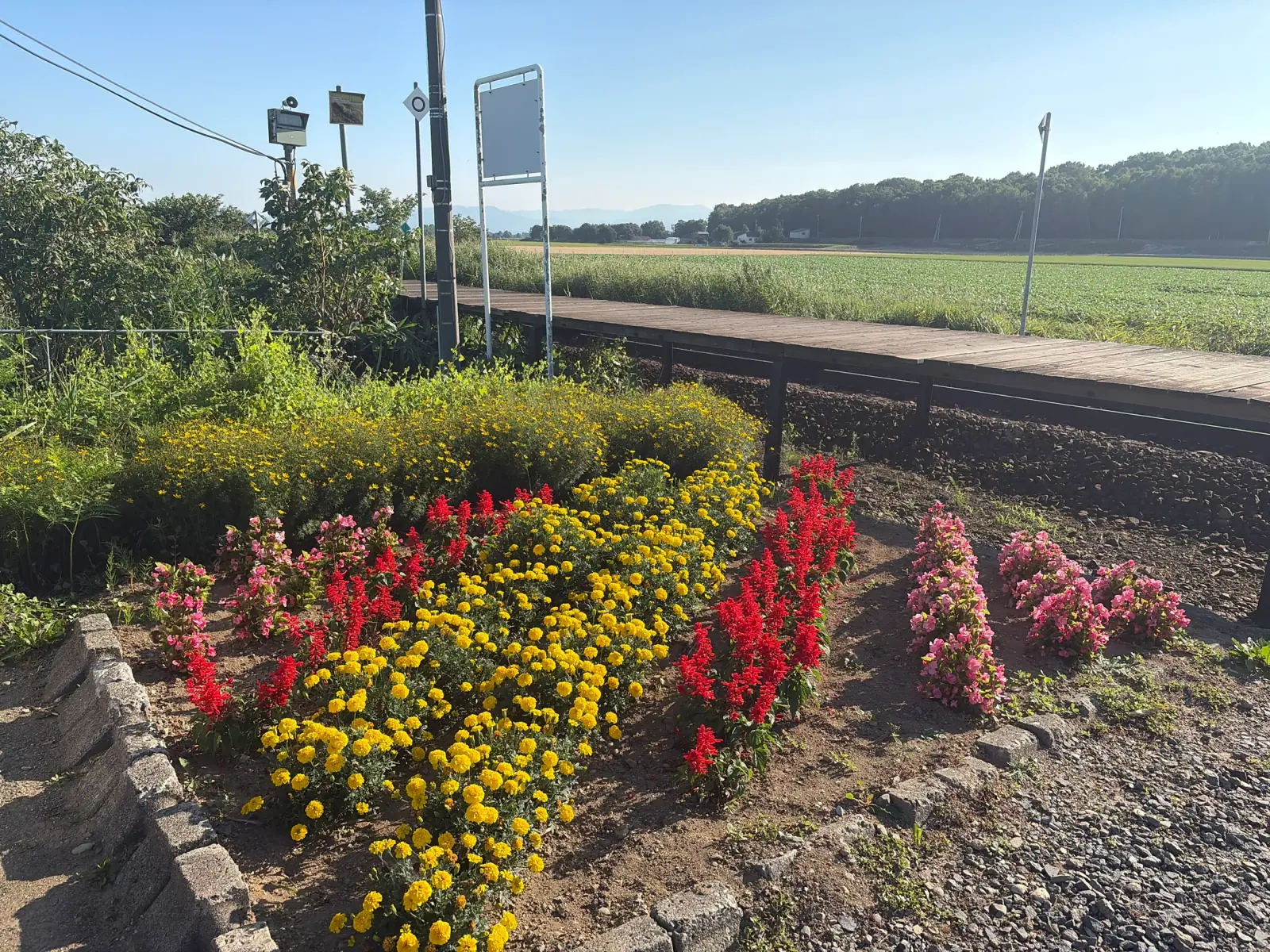 ホーム脇の花壇に咲いた黄色と赤と桃色の花